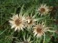 Silberdistel Wahrzeichen der Rh�n